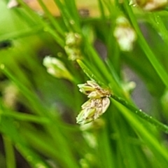 Isolepis marginata (Coarse Club-Sedge) at Coree, ACT - 18 Oct 2022 by trevorpreston