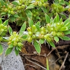 Paronychia brasiliana at Coree, ACT - 18 Oct 2022