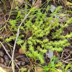 Paronychia brasiliana at Coree, ACT - 18 Oct 2022