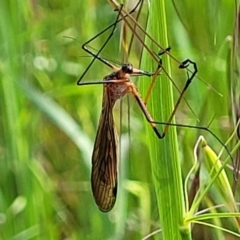 Harpobittacus australis (Hangingfly) at Coree, ACT - 18 Oct 2022 by trevorpreston