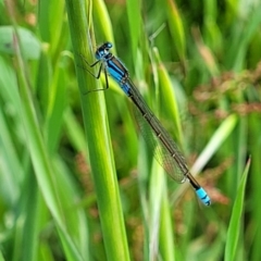 Ischnura heterosticta (Common Bluetail Damselfly) at Ginninderry Conservation Corridor - 18 Oct 2022 by trevorpreston