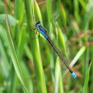 Ischnura heterosticta at Coree, ACT - 18 Oct 2022