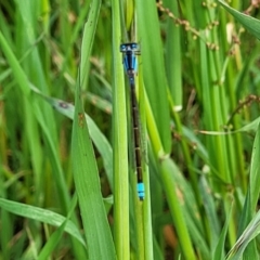 Ischnura heterosticta at Coree, ACT - 18 Oct 2022