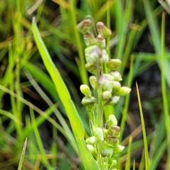 Briza minor (Shivery Grass) at Coree, ACT - 18 Oct 2022 by trevorpreston