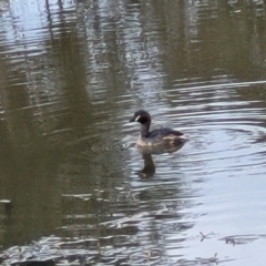 Tachybaptus novaehollandiae (Australasian Grebe) at Ginninderry Conservation Corridor - 18 Oct 2022 by trevorpreston