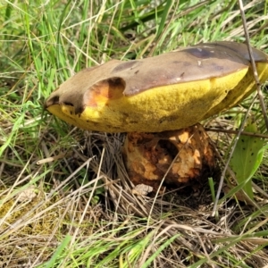 zz bolete at Coree, ACT - 18 Oct 2022