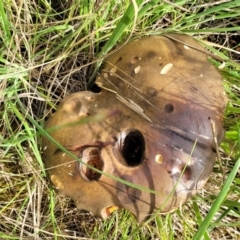 zz bolete at Coree, ACT - 18 Oct 2022
