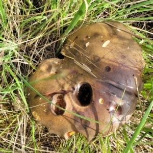 zz bolete at Coree, ACT - 18 Oct 2022 04:29 PM