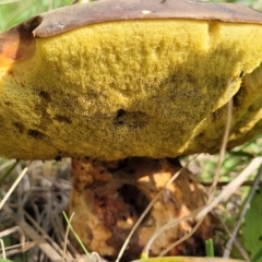 zz bolete at Coree, ACT - 18 Oct 2022 04:29 PM