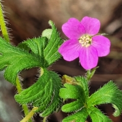 Geranium solanderi var. solanderi (Native Geranium) at Ginninderry Conservation Corridor - 18 Oct 2022 by trevorpreston