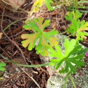 Geranium solanderi var. solanderi at Coree, ACT - 18 Oct 2022 04:30 PM