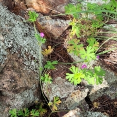 Geranium solanderi var. solanderi at Coree, ACT - 18 Oct 2022 04:30 PM