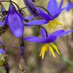 Stypandra glauca (Nodding Blue Lily) at Ginninderry Conservation Corridor - 18 Oct 2022 by trevorpreston