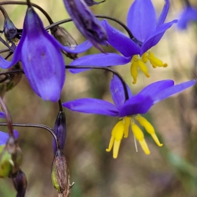 Stypandra glauca (Nodding Blue Lily) at Coree, ACT - 18 Oct 2022 by trevorpreston