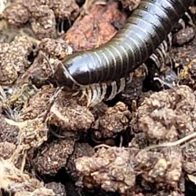 Spirobolida (order) (Spirobolid millipede) at Ginninderry Conservation Corridor - 18 Oct 2022 by trevorpreston