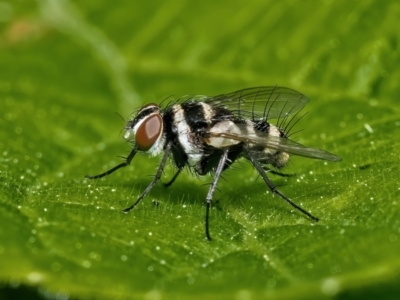 Trigonospila sp. (genus) (A Bristle Fly) at Weston, ACT - 17 Oct 2022 by Kenp12