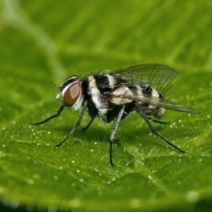 Trigonospila sp. (genus) (A Bristle Fly) at Weston, ACT - 17 Oct 2022 by Kenp12