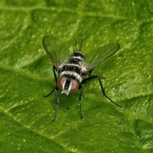 Trigonospila sp. (genus) at Weston, ACT - suppressed