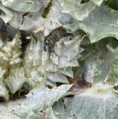 Larinus latus (Onopordum seed weevil) at Jerrabomberra, ACT - 18 Oct 2022 by MattM