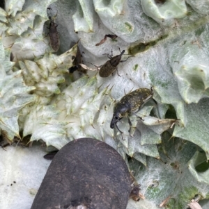 Larinus latus at Jerrabomberra, ACT - 18 Oct 2022