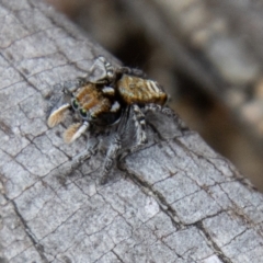 Maratus plumosus (Plumed Peacock Spider) at Paddys River, ACT - 18 Oct 2022 by SWishart