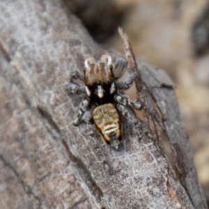 Maratus plumosus at Paddys River, ACT - 18 Oct 2022 10:21 AM