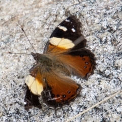 Vanessa itea (Yellow Admiral) at Paddys River, ACT - 18 Oct 2022 by SWishart