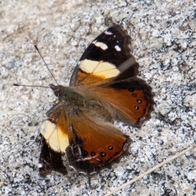 Vanessa itea (Yellow Admiral) at Tidbinbilla Nature Reserve - 18 Oct 2022 by SWishart