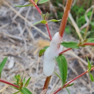 Philagra parva (Beaked spittlebug) at Isaacs, ACT - 18 Oct 2022 by Mike