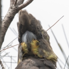 Calyptorhynchus lathami lathami (Glossy Black-Cockatoo) at Mount Majura - 18 Oct 2022 by rawshorty