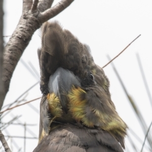 Calyptorhynchus lathami lathami at Hackett, ACT - suppressed