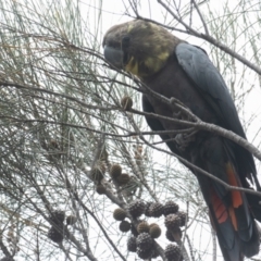 Calyptorhynchus lathami lathami at Hackett, ACT - suppressed