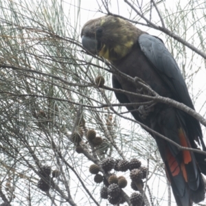 Calyptorhynchus lathami at Hackett, ACT - 18 Oct 2022