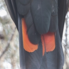 Calyptorhynchus lathami at Hackett, ACT - 18 Oct 2022