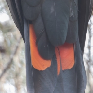 Calyptorhynchus lathami lathami at Hackett, ACT - suppressed