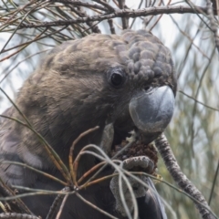 Calyptorhynchus lathami lathami at Hackett, ACT - suppressed