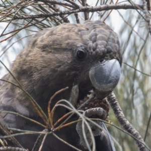 Calyptorhynchus lathami lathami at Hackett, ACT - suppressed