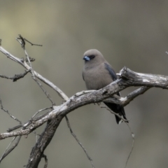 Artamus cyanopterus (Dusky Woodswallow) at Bellmount Forest, NSW - 15 Oct 2022 by trevsci