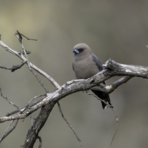 Artamus cyanopterus at Bellmount Forest, NSW - 15 Oct 2022