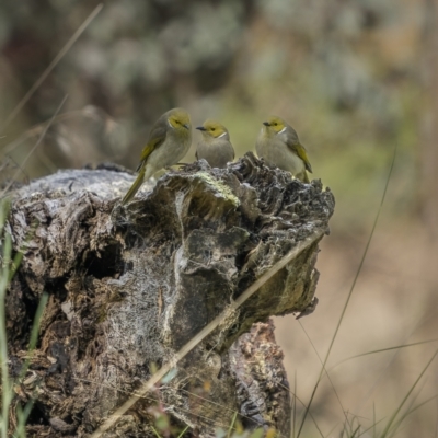 Ptilotula penicillata (White-plumed Honeyeater) at Bellmount Forest, NSW - 15 Oct 2022 by trevsci