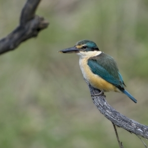 Todiramphus sanctus at Bellmount Forest, NSW - 15 Oct 2022 02:39 PM