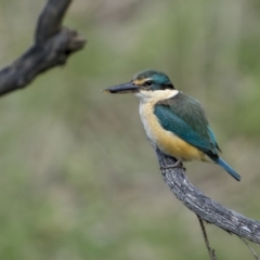 Todiramphus sanctus (Sacred Kingfisher) at Bellmount Forest, NSW - 15 Oct 2022 by trevsci