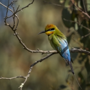 Merops ornatus at Bellmount Forest, NSW - 15 Oct 2022