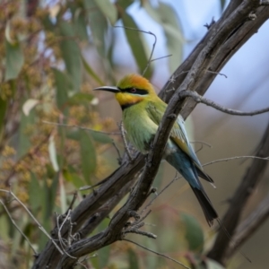 Merops ornatus at Bellmount Forest, NSW - 15 Oct 2022 02:14 PM