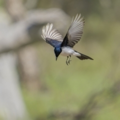 Myiagra inquieta (Restless Flycatcher) at Bellmount Forest, NSW - 15 Oct 2022 by trevsci