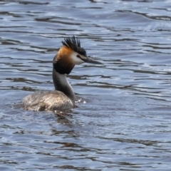 Podiceps cristatus (Great Crested Grebe) at Wayo, NSW - 14 Oct 2022 by trevsci