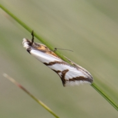 Ocystola paulinella (A Concealer Moth) at Namadgi National Park - 17 Oct 2022 by SWishart