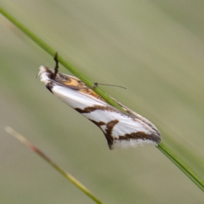 Ocystola paulinella (A Concealer Moth) at Namadgi National Park - 17 Oct 2022 by SWishart