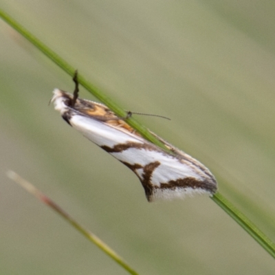 Ocystola paulinella (A Concealer Moth) at Paddys River, ACT - 17 Oct 2022 by SWishart