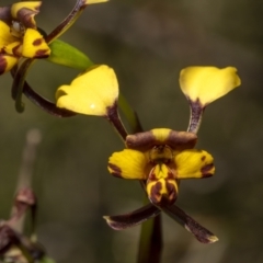 Diuris pardina (Leopard Doubletail) at Kingsdale, NSW - 15 Oct 2022 by trevsci